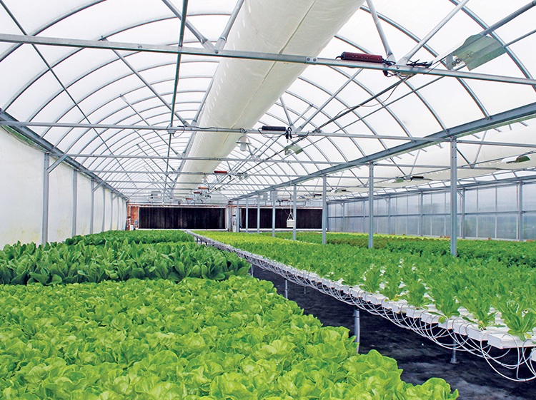Seedlings