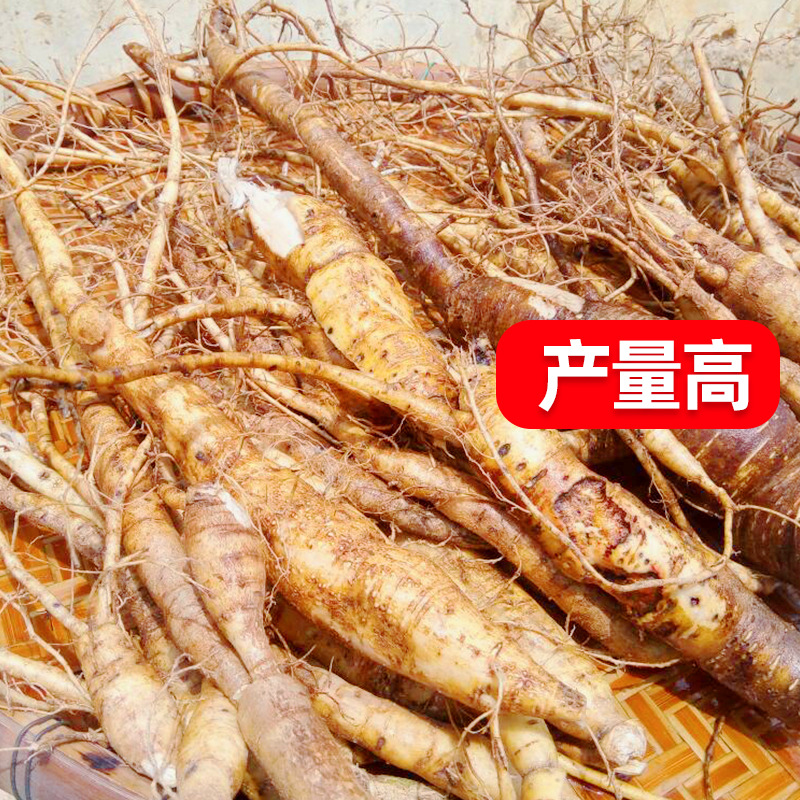 High quality cattle seedling leaflet