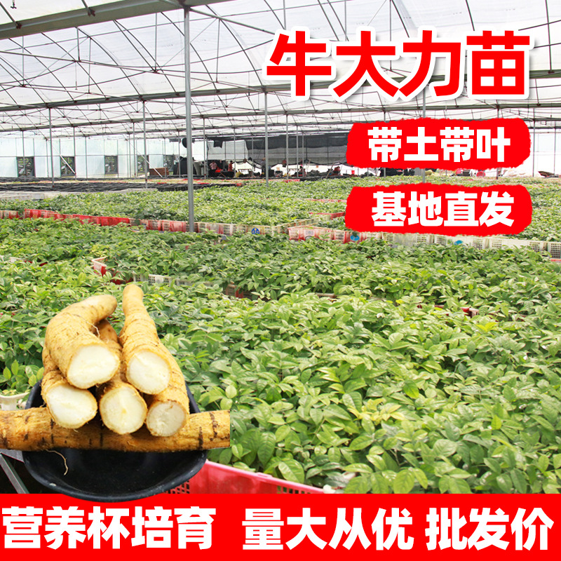 High quality cattle seedling leaflet