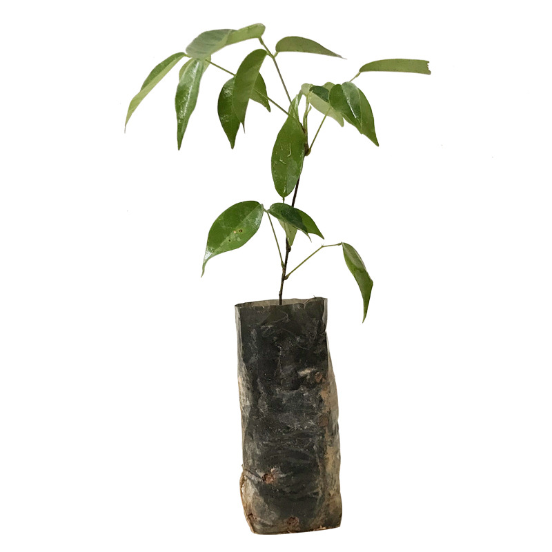 High quality cattle seedling leaflet